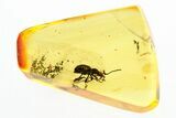 Detailed Fossil Ant-Like Stone Beetle (Scydmaeninae) in Baltic Amber #275344-1